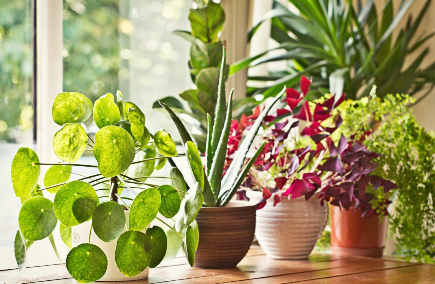 A beginner’s guide to indoor plants