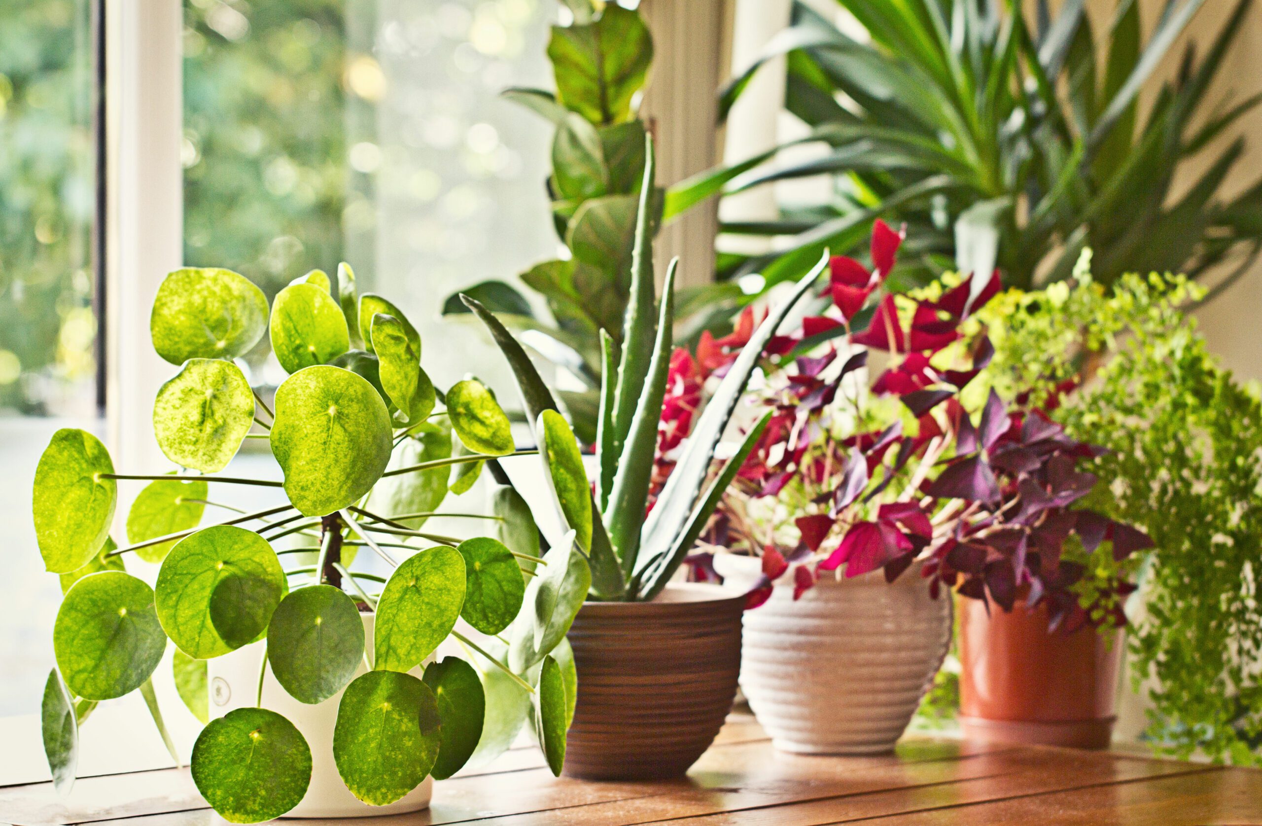 Полезные комнатные цветы фото A beginner’s guide to indoor plants - Mitchells Estate Agents